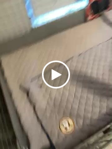 Customer video review of Original GuineaDad Liner (No Pocket)