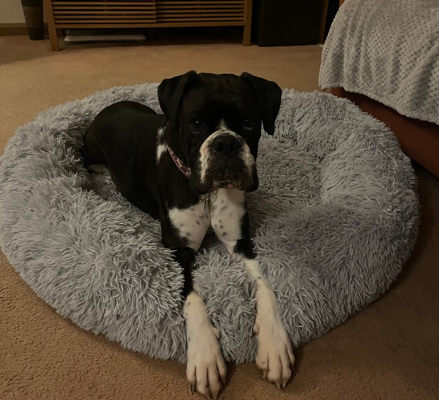 Customer photo review of Spare Calming Dog Bed Cover