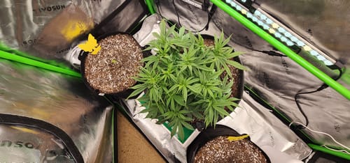 Customer photo review of bio365 BIOFLOWER 1.5cf