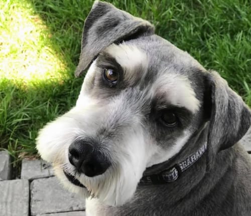 Customer photo review of YOUR PHOTO AS PAINT BY NUMBERS