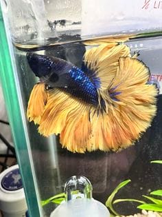 Customer photo review of Mustard Gas Blue Halfmoon Male Betta Fish