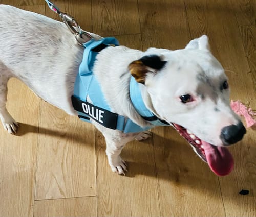 Customer photo review of Dog Lovers Pack