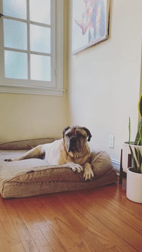 Customer photo review of Large Wild Salmon CBD Oil - 1,400 MG : 4 OZ : Healthy Hips & Joints Care Formula CBD for dogs and cats