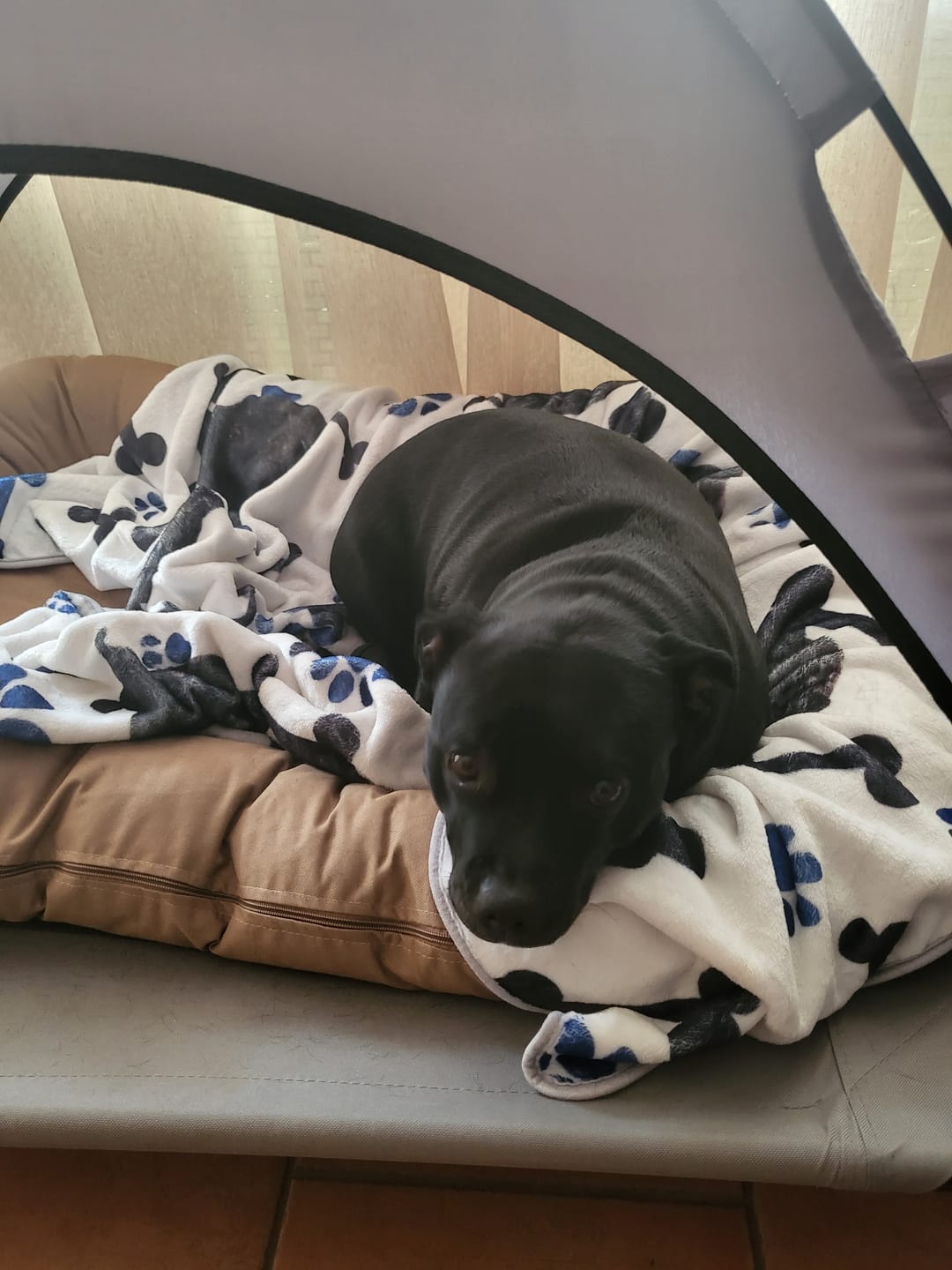 Customer photo review of Personalisierte Hunde Kuscheldecke