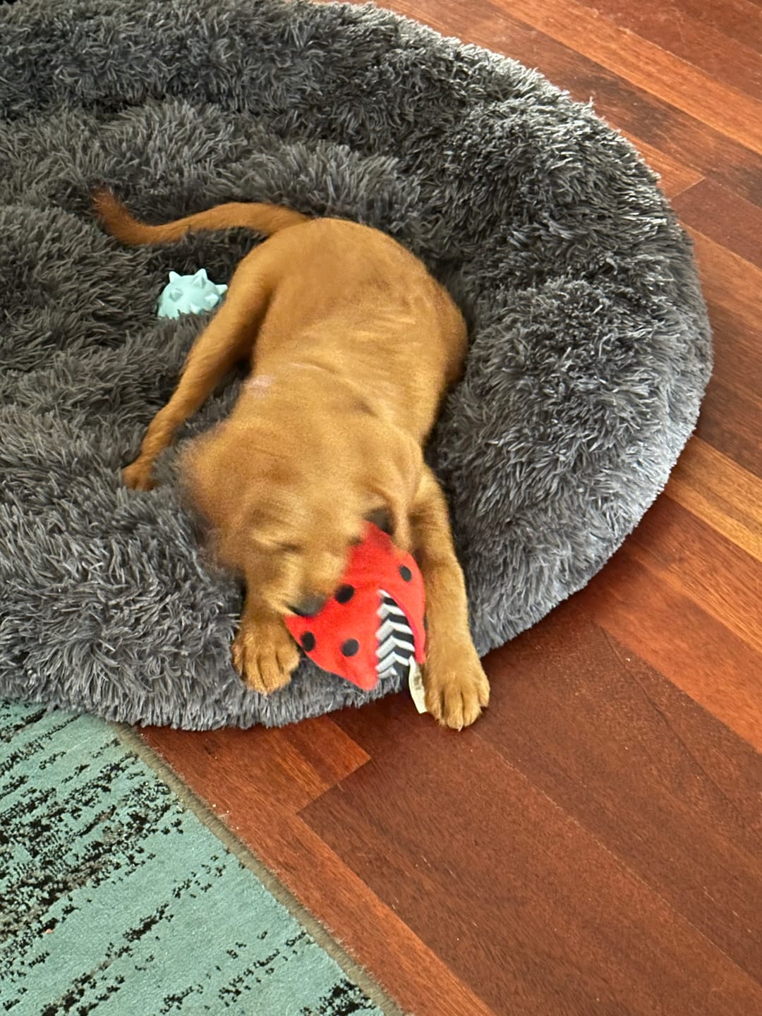 Customer photo review of Pawz Non-Removable Calming Pet Bed