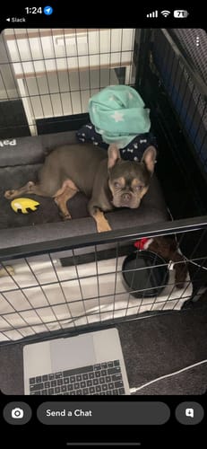 Customer photo review of PaWz Memory Foam Calming Dog Bed