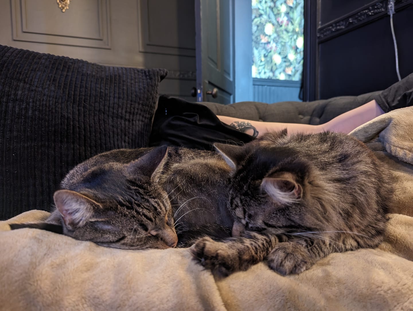Customer photo review of Mange Treatment for Cats - Treats Feline Sarcoptic & Demodectic Mange, Scabies & Ear Mites