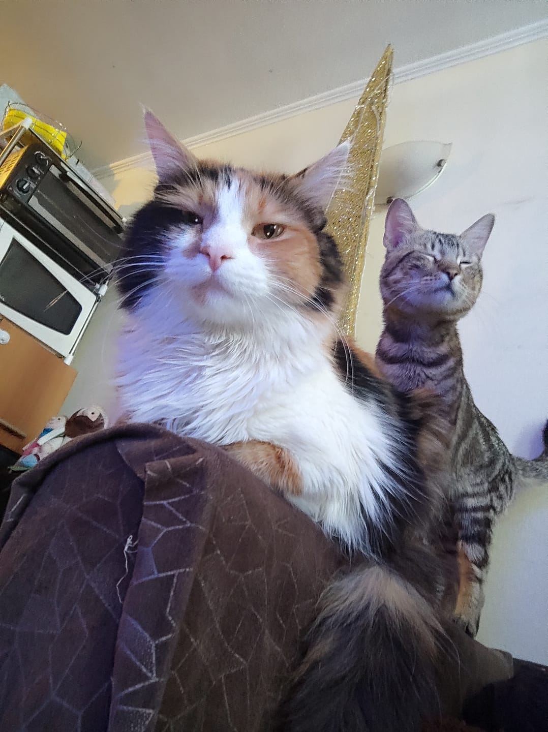 Customer photo review of NOMADE GATO ADULTO
