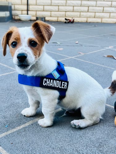 Customer photo review of Dog Lovers Pack