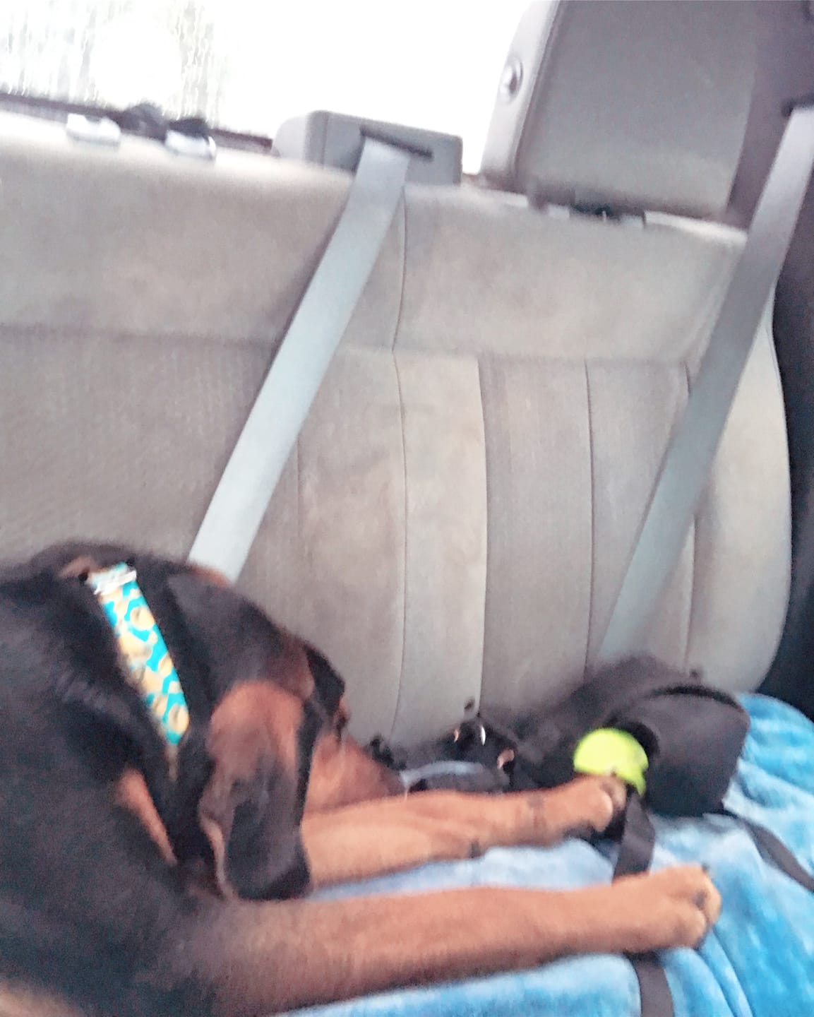 Customer photo review of Tacos Blue Dog Collar