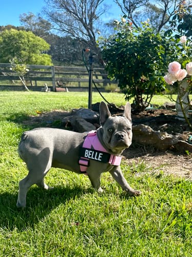 Customer photo review of Dog Lovers Pack