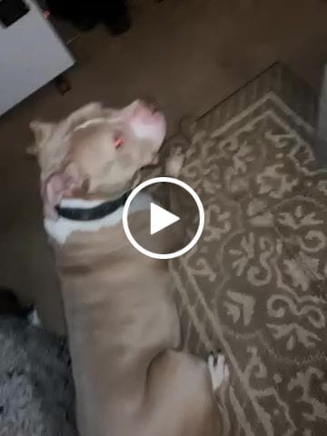 Customer video review of Petsmont Buddy Guard