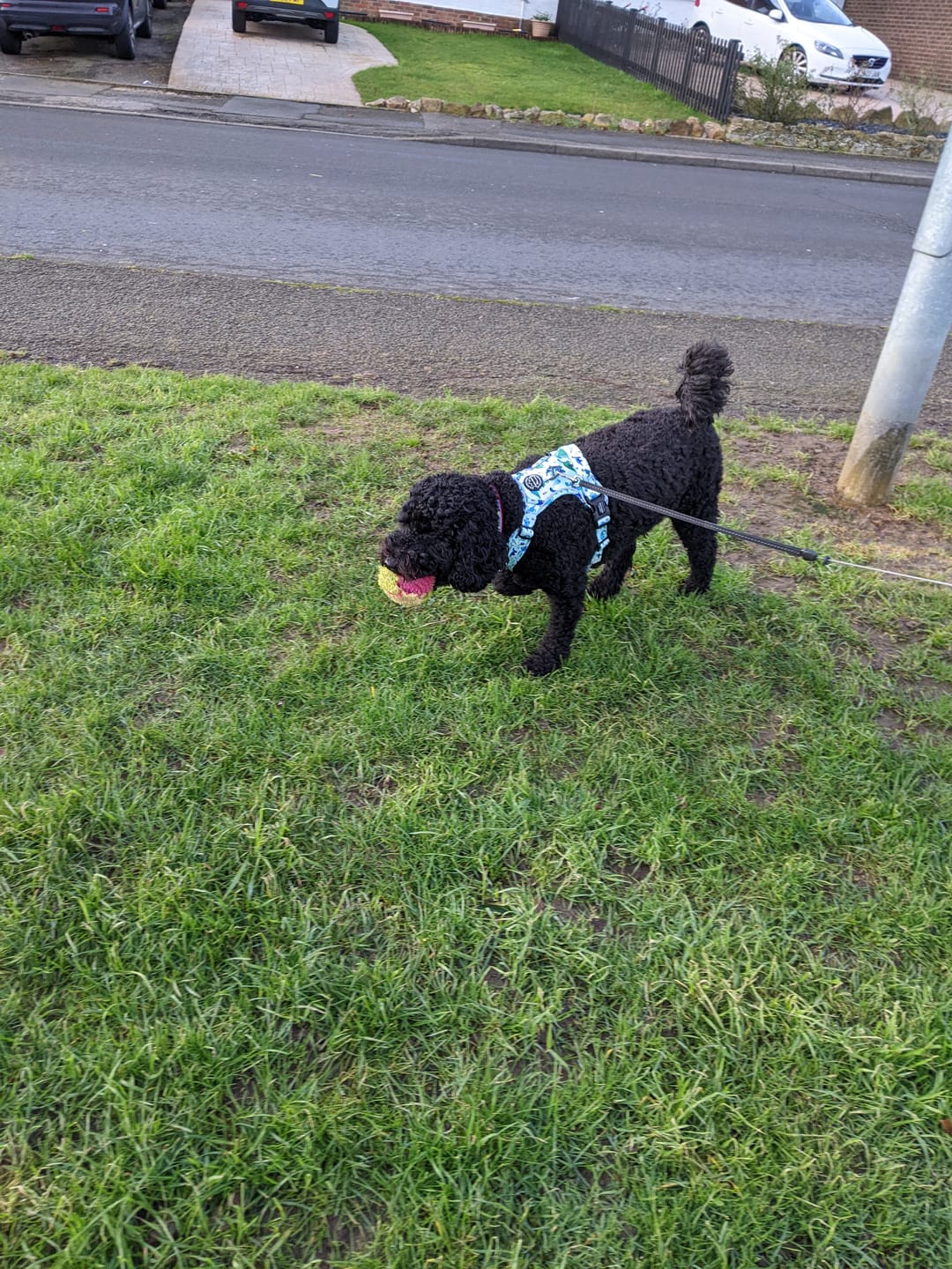 Customer photo review of Tough Trails™ Harness - Dinky Dino