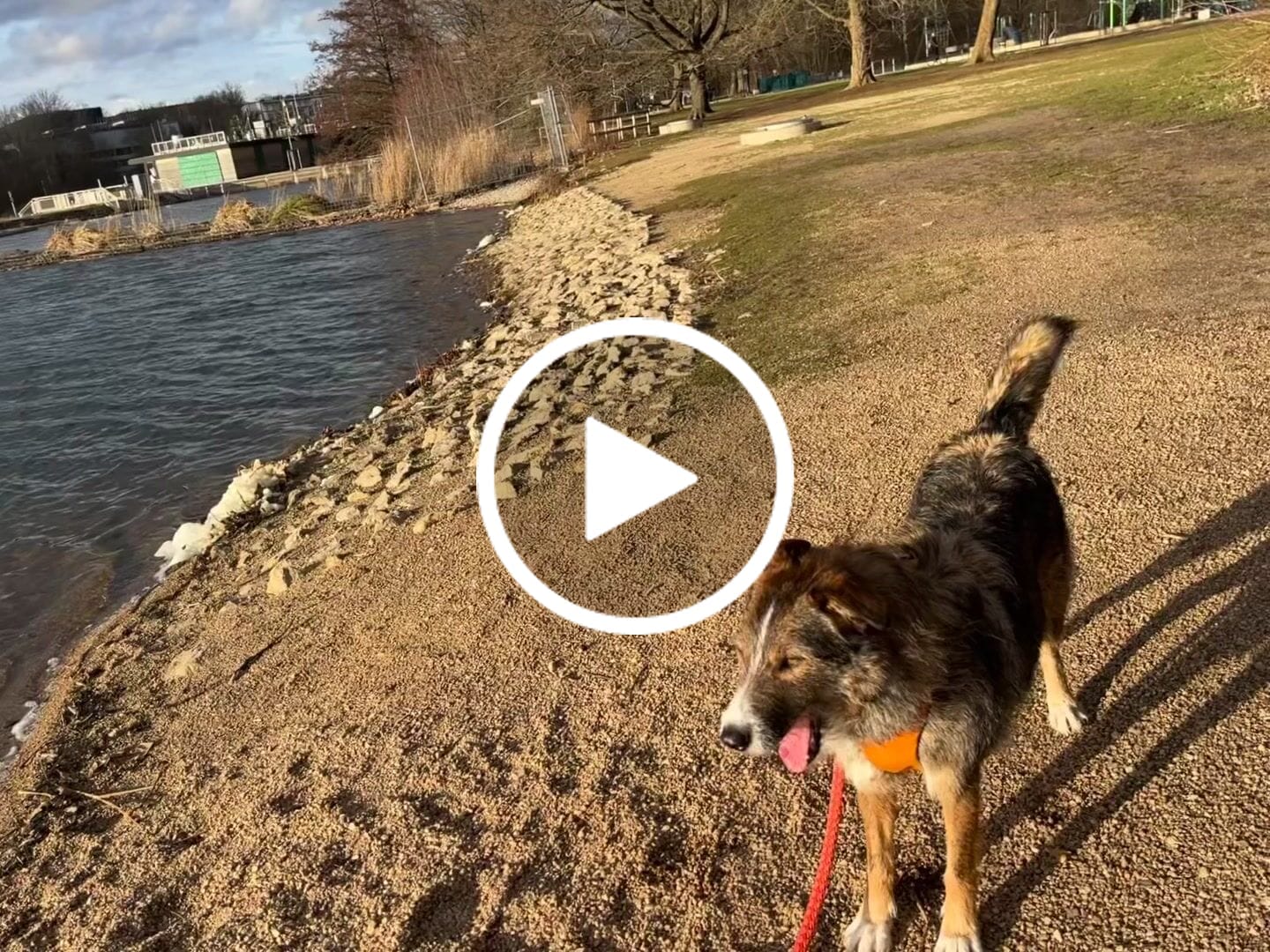Customer video review of DNA Test Rassebestimmung Basic Hund
