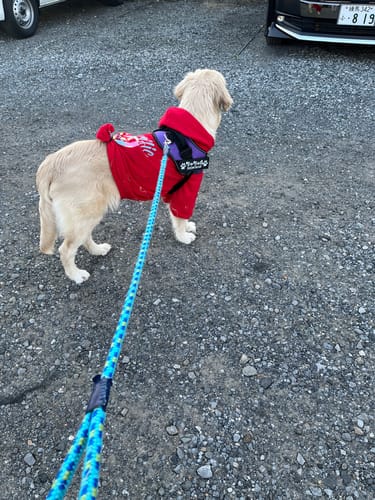 Customer photo review of FunFunPet 高機能ハーネス（お名前タグ作成サービス付き）