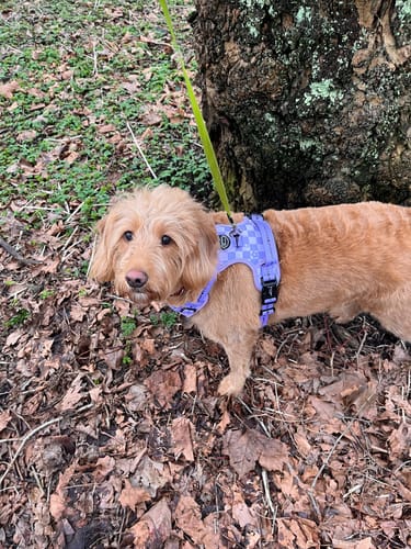 Customer photo review of Tough Trails™ Harness - Flower Check - Sale