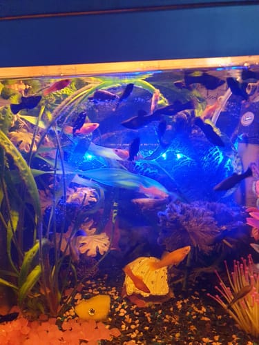 Customer photo review of Multifunktions opvaskeklude til vådt og tørt