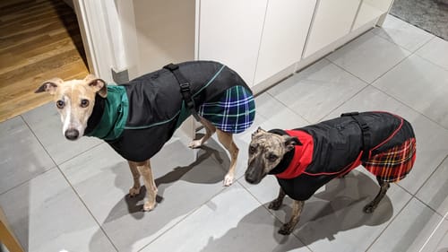 Customer photo review of Felton - Sighthound Coat with Underbelly and Harness Hole