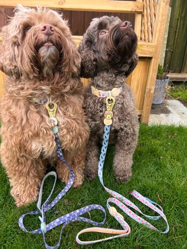 Customer photo review of Collar - Winnie + Friends