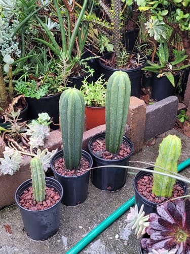 Customer photo review of Bolivian Torch Cactus Cuttings | Trichocereus bridgesii | Echinopsis lageniformis