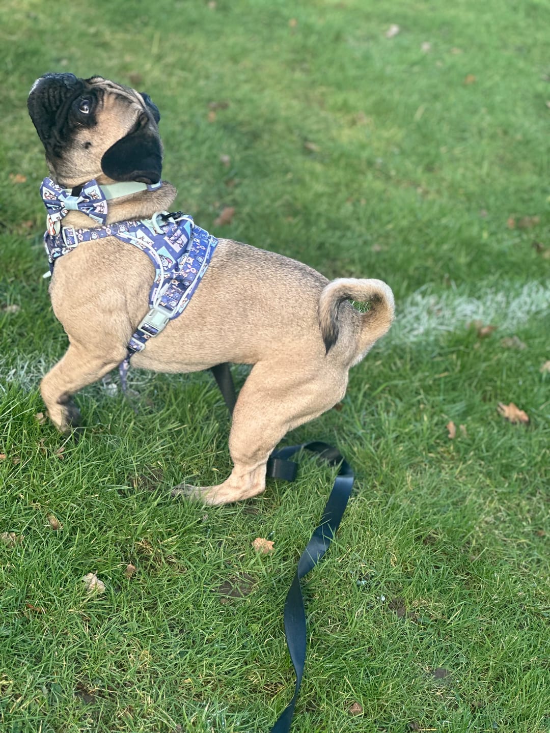 Customer photo review of Bow Tie - Winnie + Friends