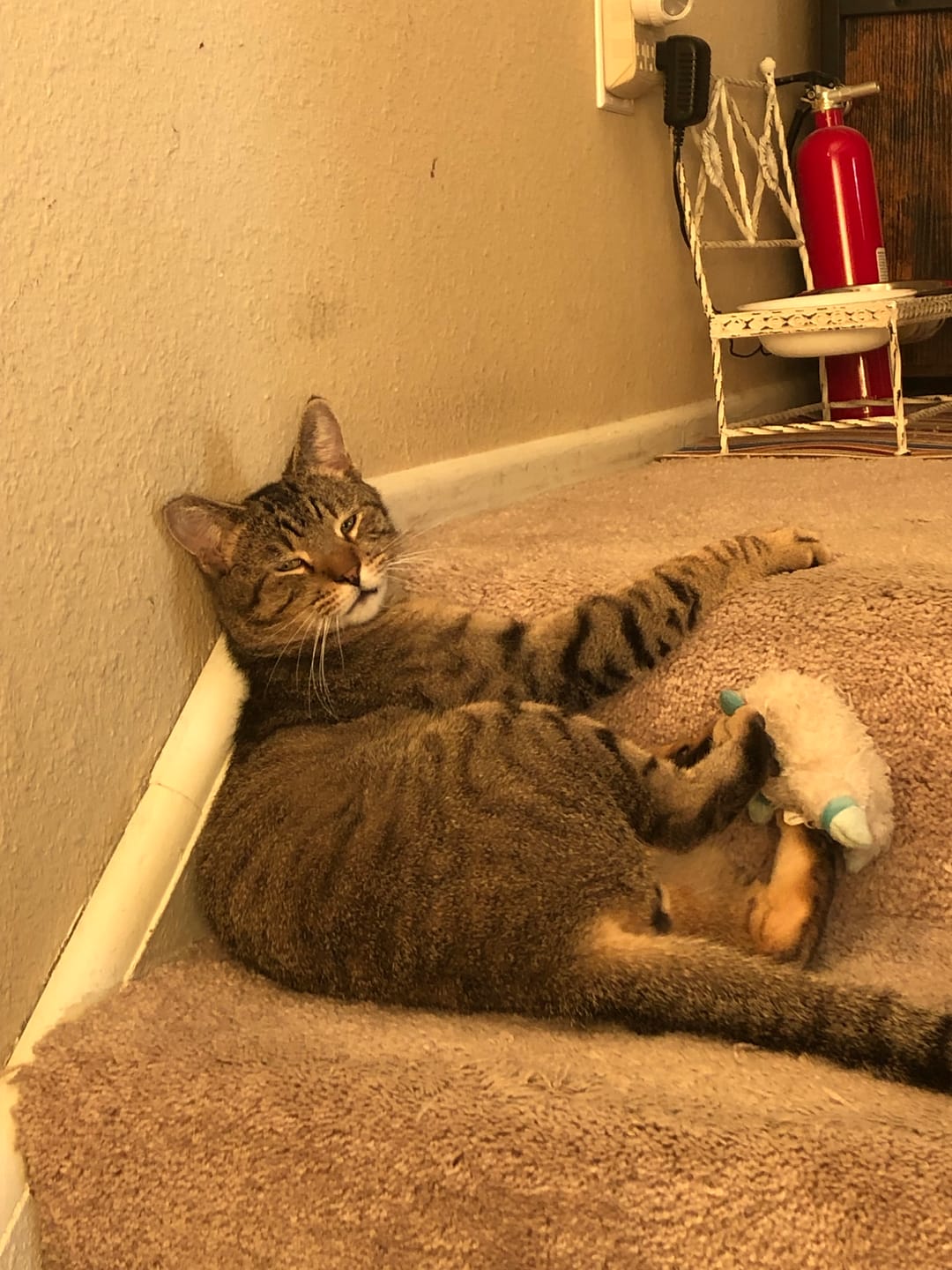 Customer photo review of Healthy Skin for Cats - Cat Miliary Dermatitis, Skin Allergy & Cat Scabs Remedy