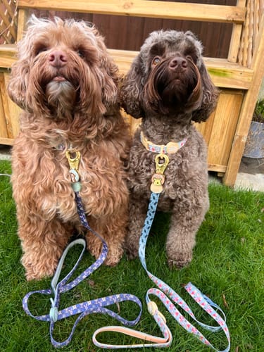 Customer photo review of Collar - Winnie The Pooh