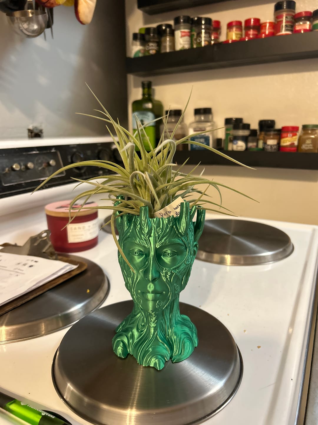 Customer photo review of B Quality Ionantha Variety 3 Pack  ($0.75 Per Plant)