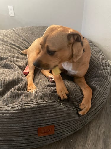 Customer photo review of FLAVORED YAK CHEWS (ONE SIZE)