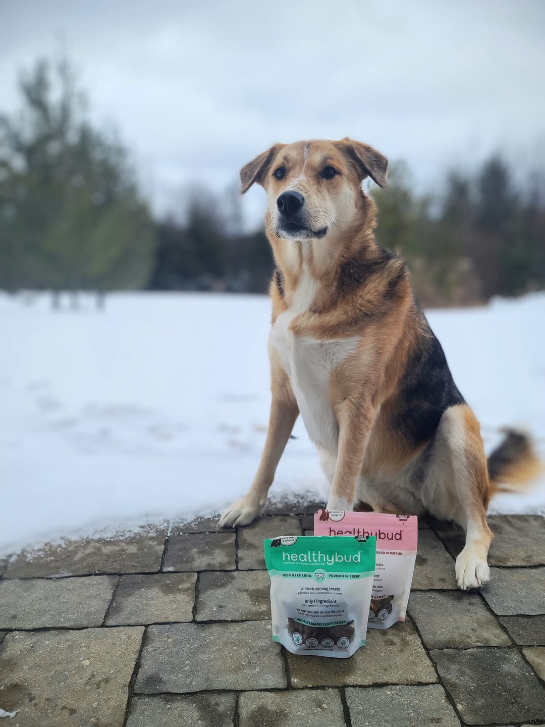 Customer photo review of Beef Lung Wafers