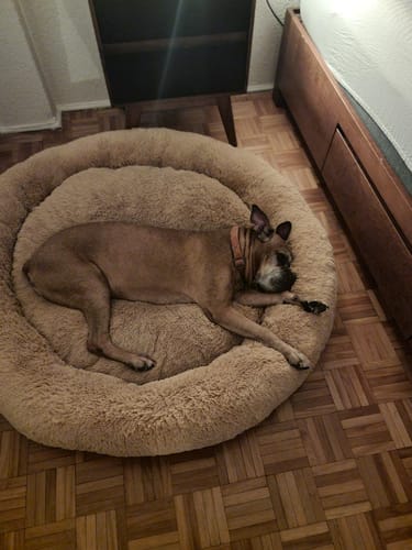 Customer photo review of Cama Antiestrés Para Perros