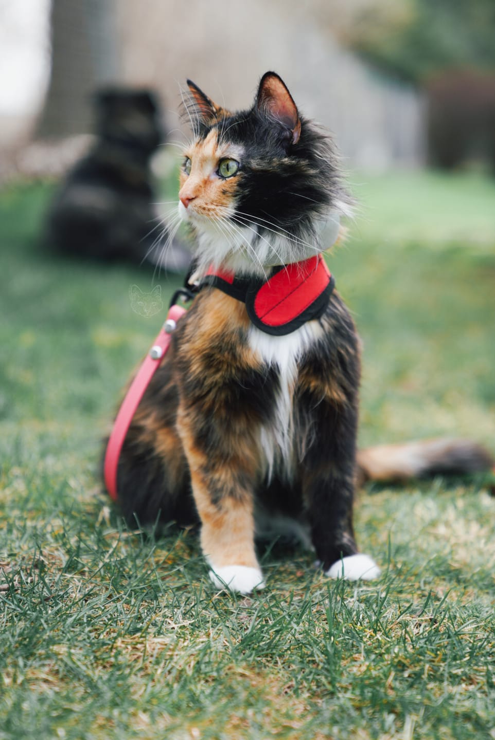 Customer photo review of Katmai Leash