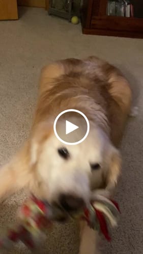 Customer video review of Golden Gravy