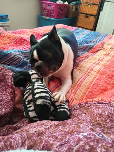 Customer photo review of Tough Plush - Triple Stitch