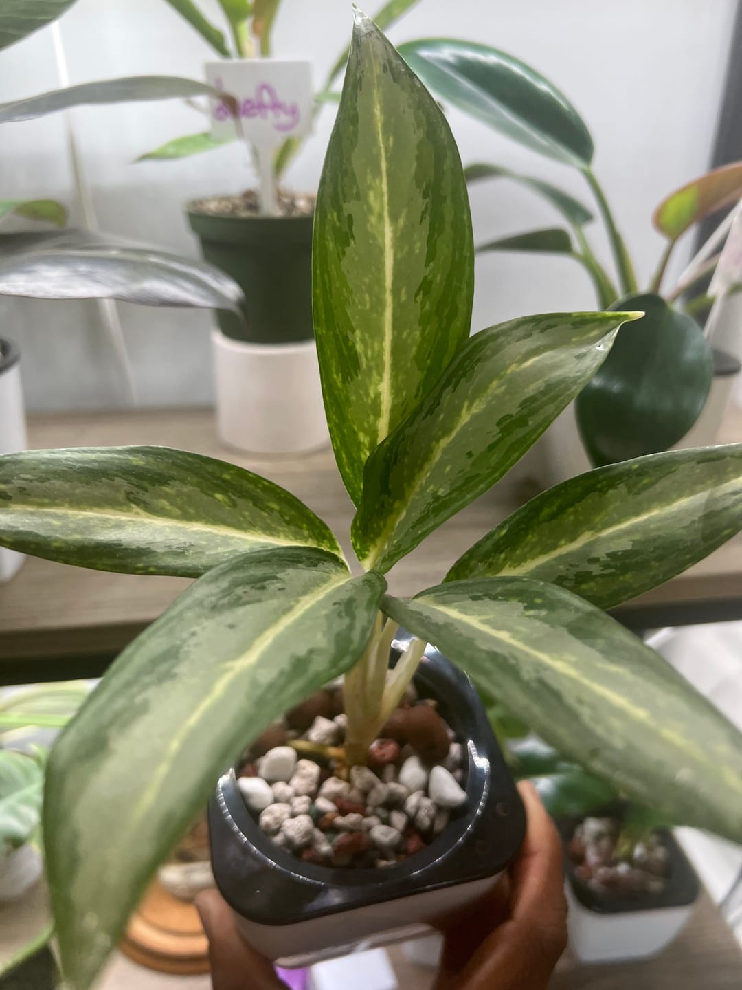 Customer photo review of Aglaonema 'White Rain'
