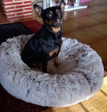 Customer photo review of Fluffy - Hundebett