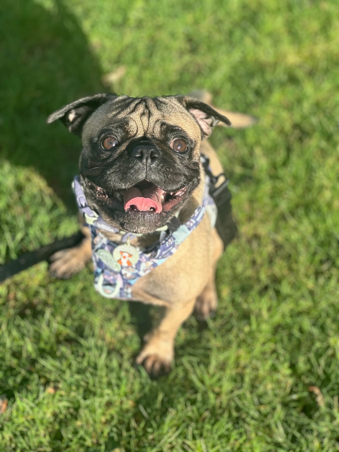 Customer photo review of Waterproof Collar - Winnie + Friends