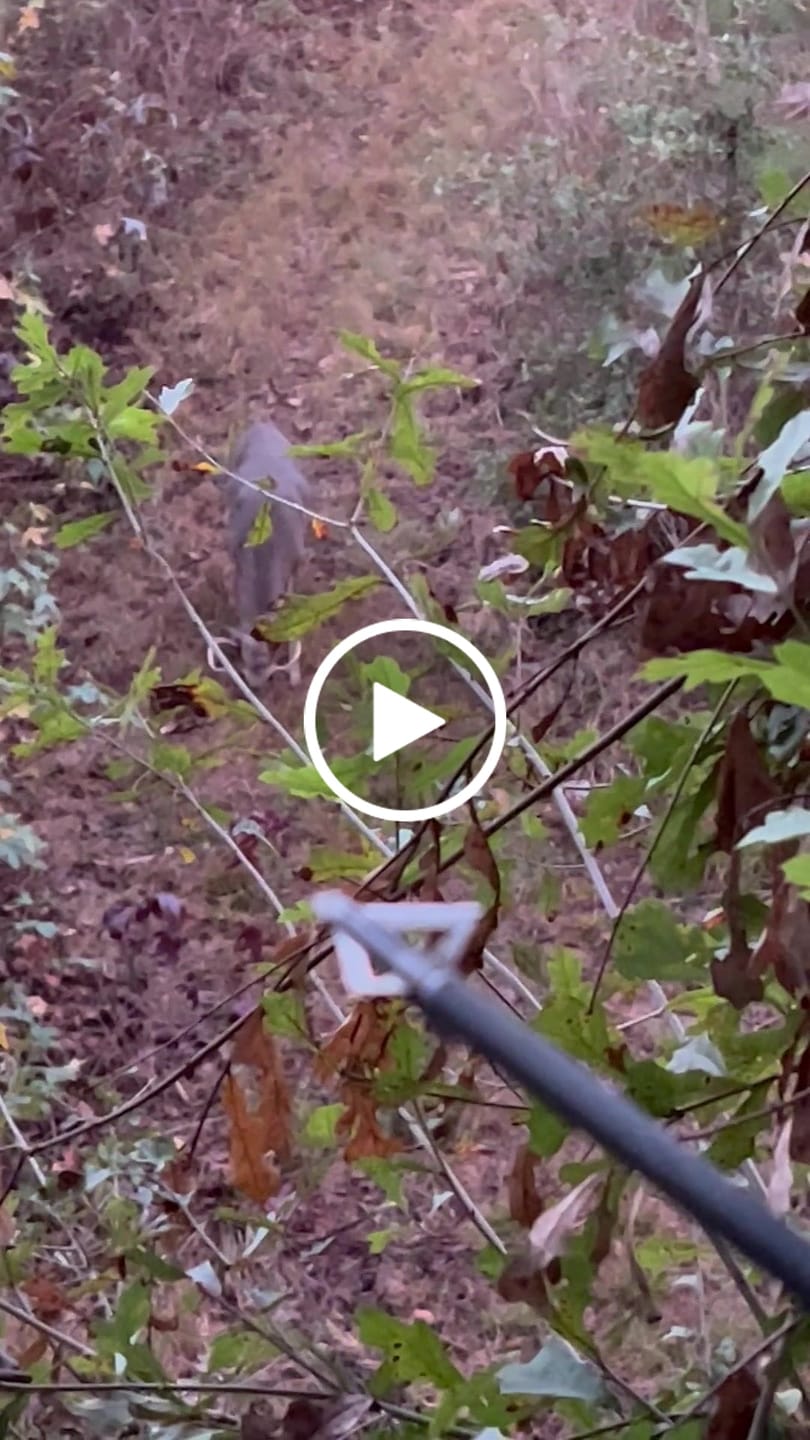 Customer video review of 20" BEAST GEAR CLIMBING STICK