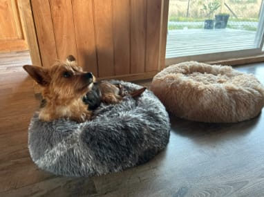 Customer photo review of Fluffy - Hundebett