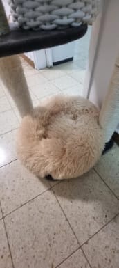 Customer photo review of Fluffy - Hundebett