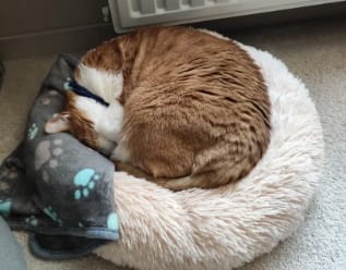 Customer photo review of Fluffy - Hundebett