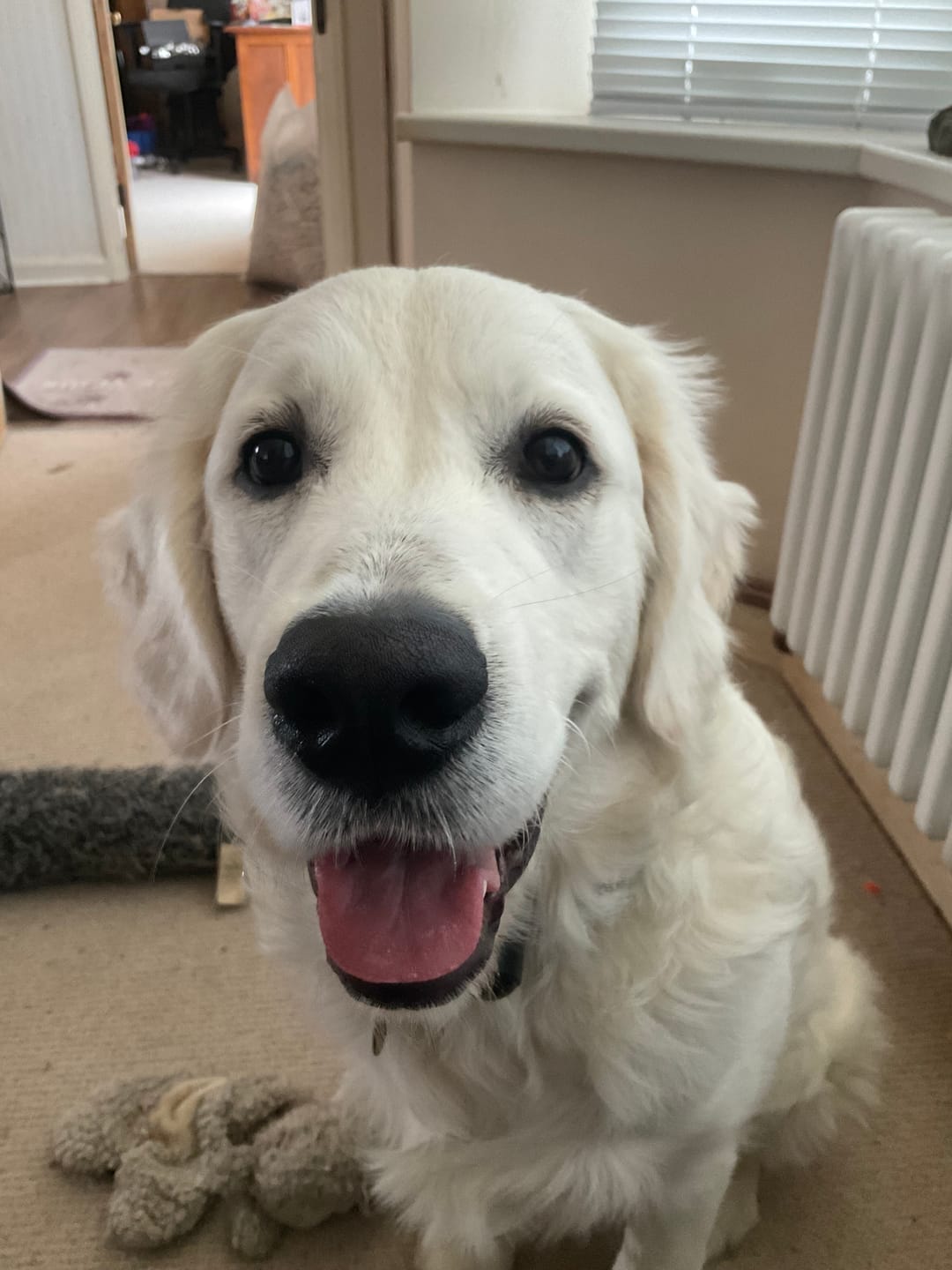Customer photo review of MultiProtein Dry Puppy Food