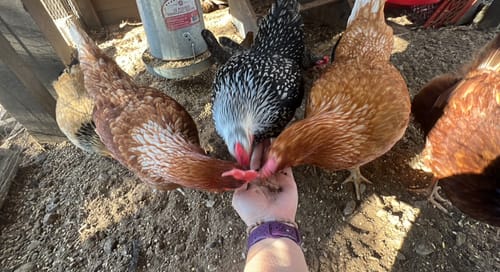 Customer photo review of GrubTerra Dried Larvae