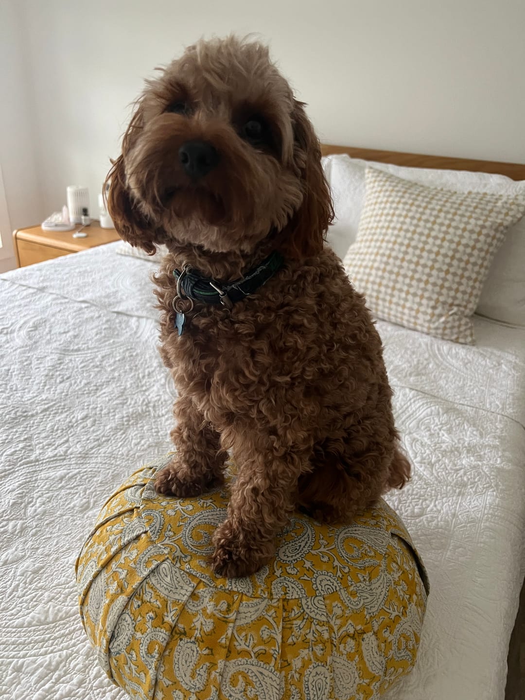 Customer photo review of Round Meditation Cushion Mustard Paisley