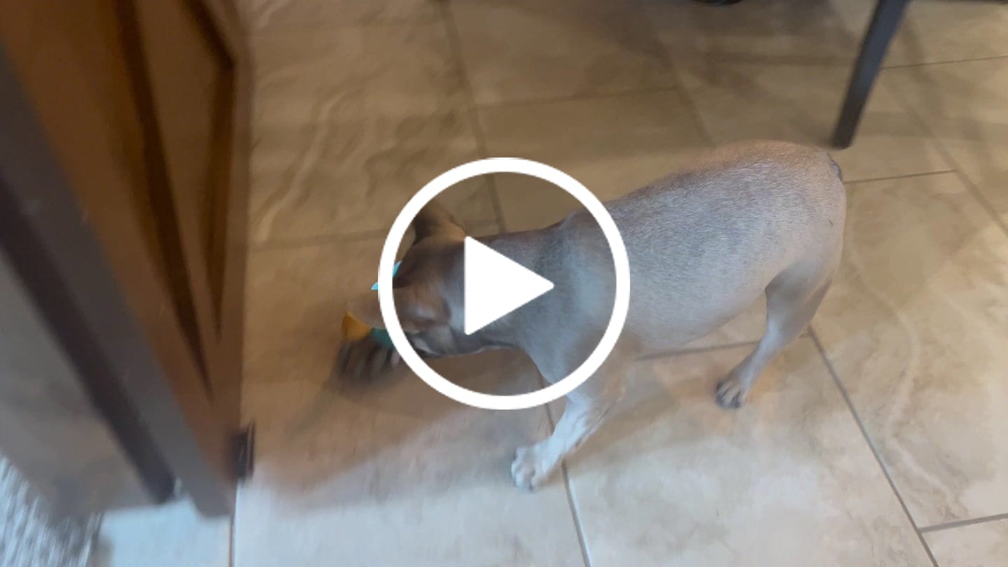 Customer video review of The Crawly Crab™
