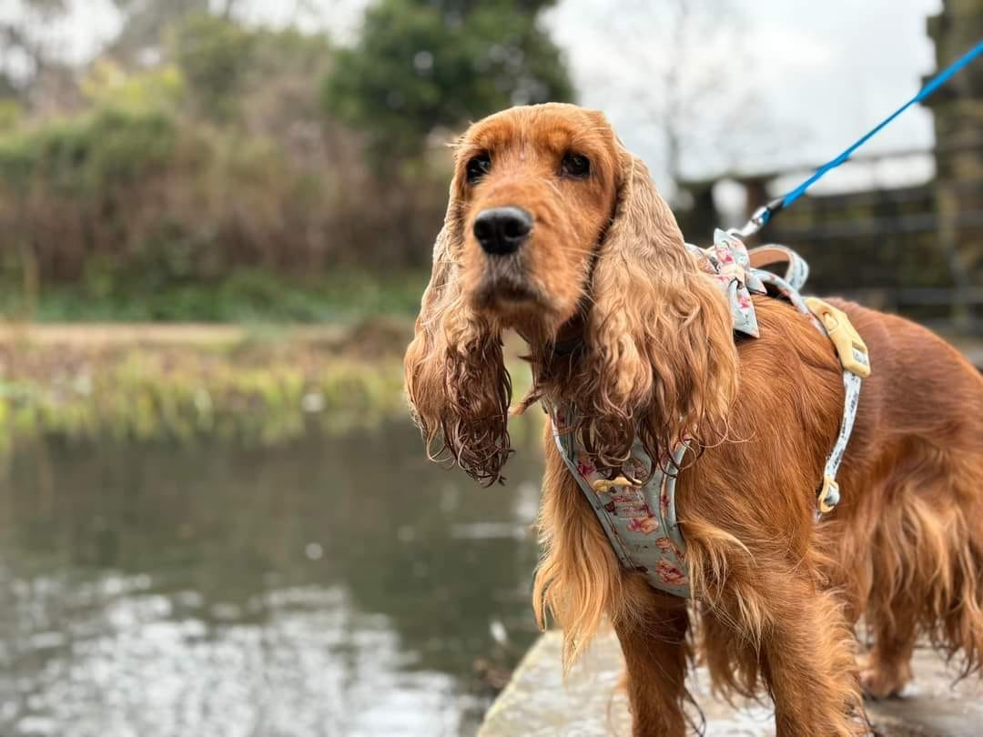 Customer photo review of Tough Trails™ Harness - Winnie The Pooh