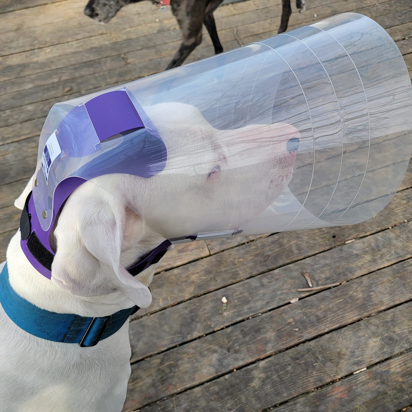 Customer photo review of NovaGuard Recovery Collar