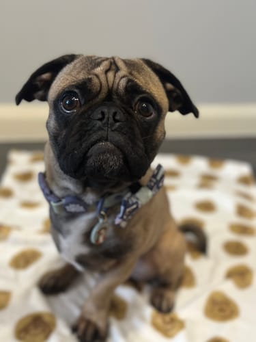 Customer photo review of Bow Tie - Winnie The Pooh