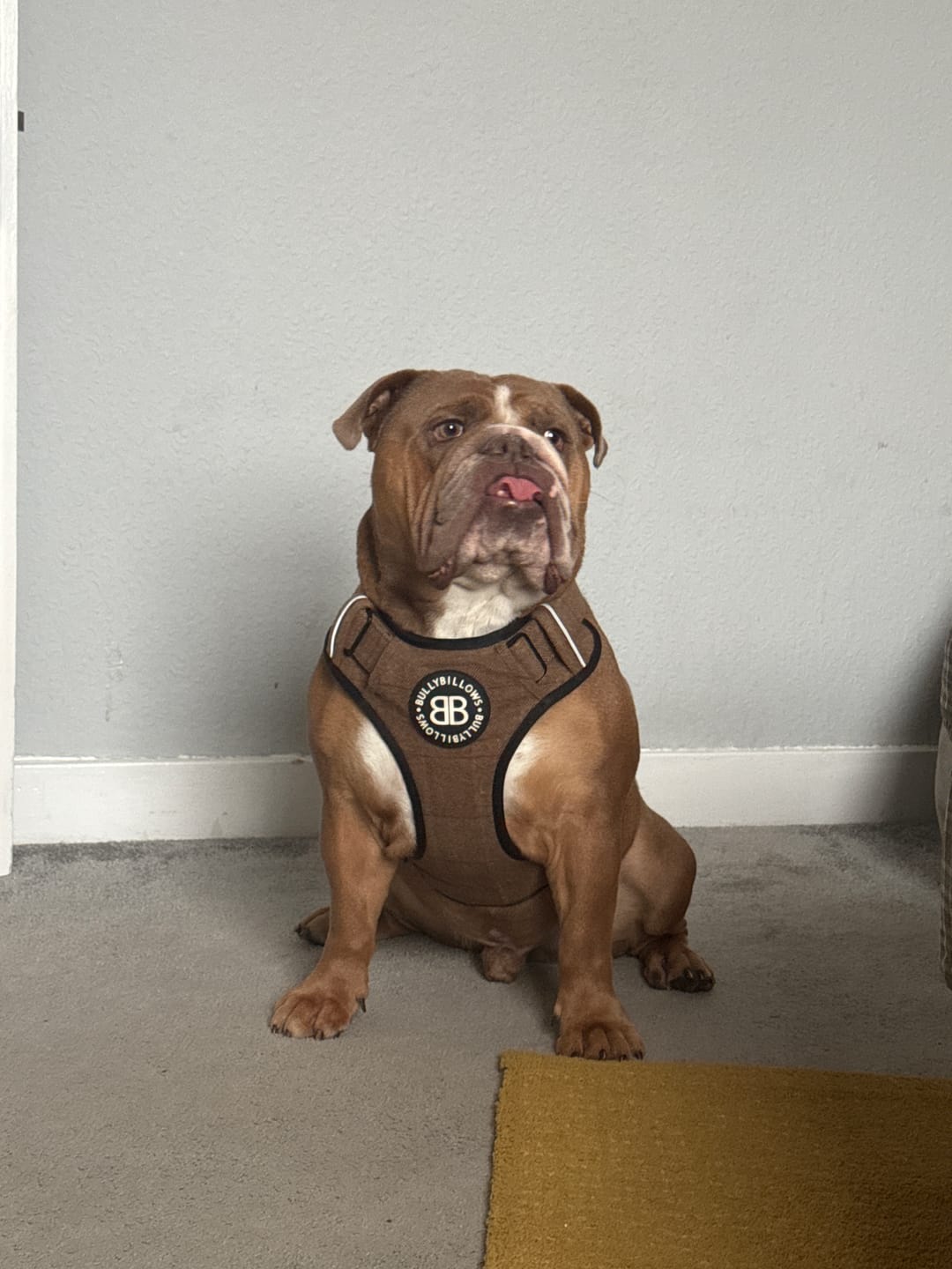 Customer photo review of Premium Comfort Tweed Harness | Non Restrictive & Adjustable - Classic Tan