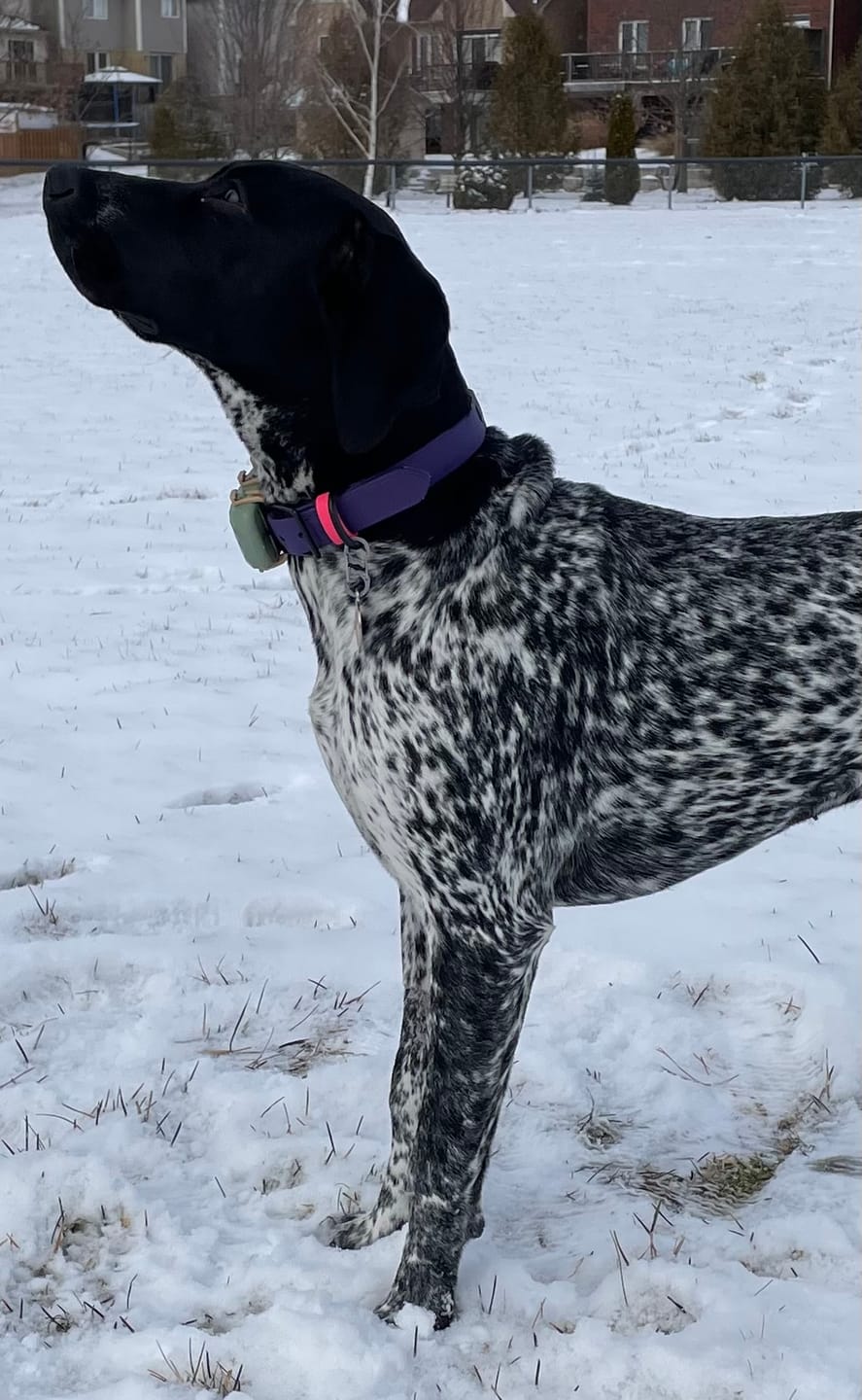 Customer photo review of Denali Center Ring Collar